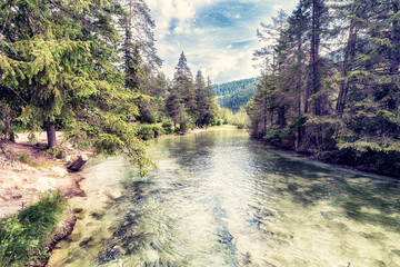 torrente alpino scorre nel bosco