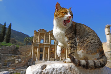 Turkey / İzmir / Selçuk - Free cats living in the ancient city of Ephesus.