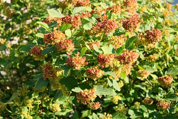 Bush with green leaves and flowers in the garden in summer