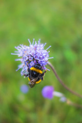 Bumblebee hanging on a blue summer flower
