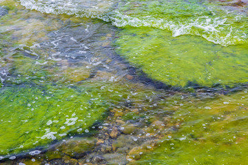 Green seagrass on the seabed