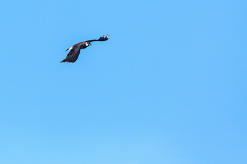 Lapwing flying in the sky