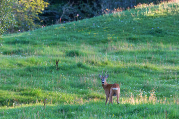 Roe Deer in a meadow in the woods