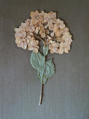 A beautiful dry flower is on the grey fabric. Delicate picture herbarium is for decoration and design Wallpaper close-up.
