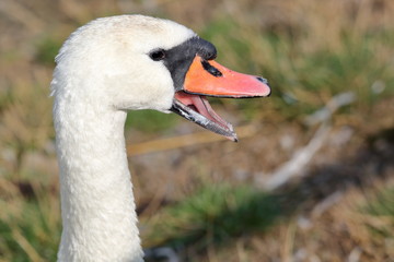 Obraz premium portrait of a swan, close up
