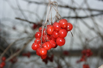 Vogelbeeren
