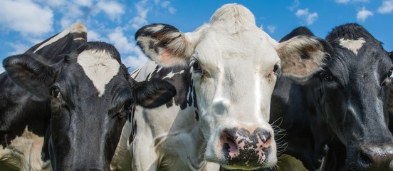 A close up photo of a group of black and white cows 