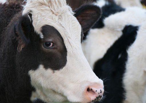 A close up photo of a black and white cow 