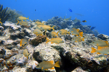 Blue Striped Grunt Swimming.