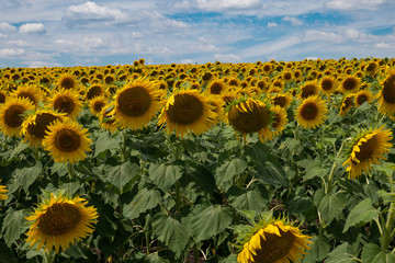 Obraz premium Field of sunfowers in windy day