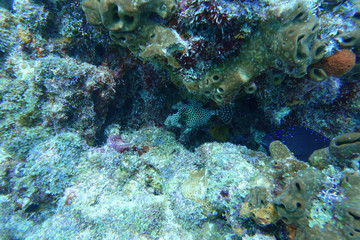 Fototapeta na wymiar Trunkfish swimming between the reefs.