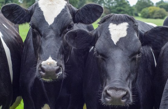 A close up photo of two black and white cows 