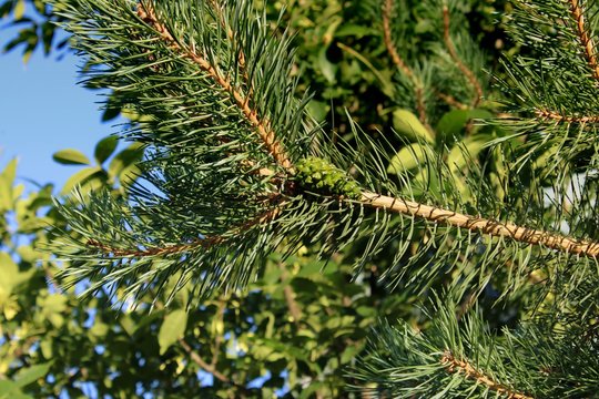 green paw of a fir with cones ripening the