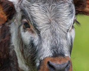 A close up photo of a Longhorn Cow 