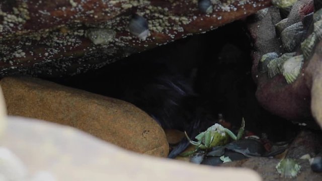 American mink, Neovison vison, eating crab on rocks of the eastern Scottish coastline during a warm sunny July afternoon