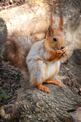 Naklejka na ściany i meble squirrel holds nut in its paws and eat it
