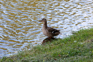 Duck in the pond, bordering the land.