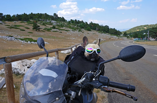 Chien avec lunettes sur moto