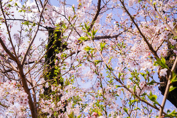 Obraz premium 世田谷区桜新町の桜並木道