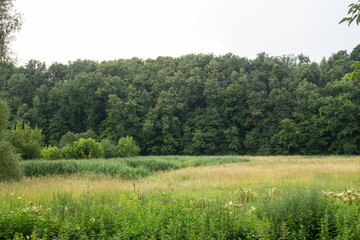 Obraz premium Natural landscape. Forest belt. Vegetation in the city park.