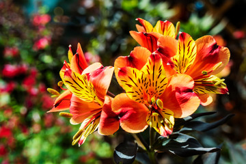 Obraz na płótnie Canvas Bright orange flowers of Alstroemeria, commonly called the Peruvian lily or lily of the Incas.