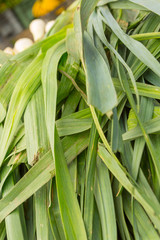 Close-up of leek at a public market