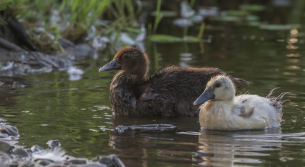 two ducks in a pond