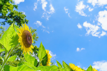 夏の青空とひまわりの花