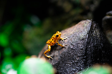Naklejka premium Red striped poison dart frog , ranitomeya amazonica. A poisonous small rainforest animal living in the Amazon rain forest in Peru.