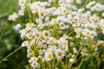 Yellow and white like small daisy flowers Erigeron annuus, annual fleabane, daisy fleabane or eastern daisy fleabane against the background of the earth view from above. Medicinal plants of Europe