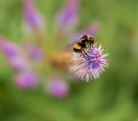 bee on flower