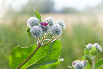 Cirsium vulgare, Spear thistle, Bull thistle, Common thistle, short lived thistle plant with spine tipped winged stems and leaves, pink purple flower heads