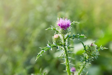 Cirsium vulgare, Spear thistle, Bull thistle, Common thistle, short lived thistle plant with spine tipped winged stems and leaves, pink purple flower heads