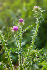 Cirsium vulgare, Spear thistle, Bull thistle, Common thistle, short lived thistle plant with spine tipped winged stems and leaves, pink purple flower heads