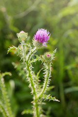 Cirsium vulgare, Spear thistle, Bull thistle, Common thistle, short lived thistle plant with spine tipped winged stems and leaves, pink purple flower heads