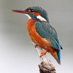 Kingfisher