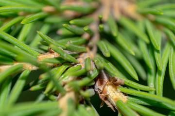 Macro image of a coniferous branch with sharp needles.