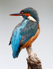 Kingfisher
