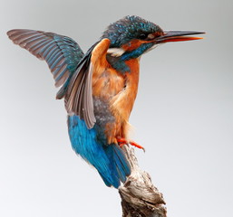 Kingfisher