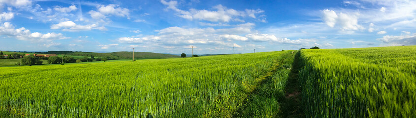 Getreidefeld in der Rhön Wasungen OT Oepfershausen