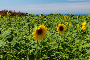Colorful yellow sunflowers in a field with background sea cliffs (Rhossili, Swansea)