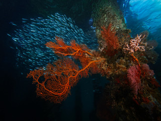 Underwater photoraphy of a fish school and a red sea fan (Pulau Bangka, North Sulawesi/Indonesia)