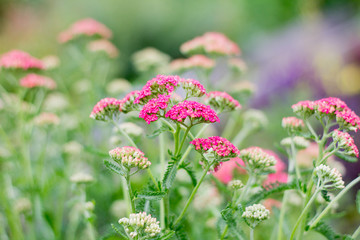 Yarrow pink blooms in the garden, medicinal plant