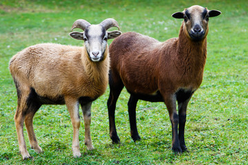 Kamerunschafe auf der Wiese Lamb Rhön Bock