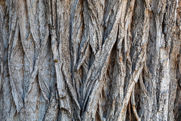 Closeup Tree Bark Texture Background