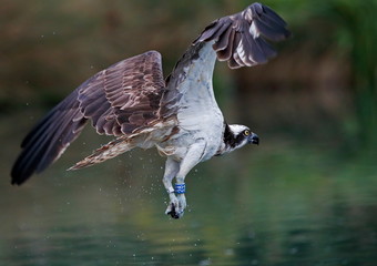 Fishing osprey
