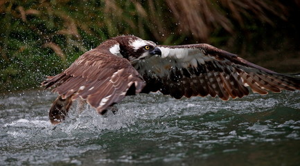 Fishing osprey