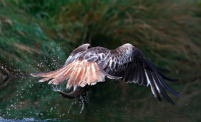 Red Kite