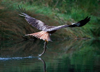 Red Kite