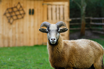 Fototapeta premium Kamerunschaf auf der Wiese Lamb Rhön Bock